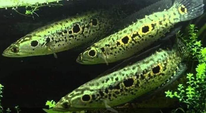 Mau Tau Jenis Jenis Ikan Channa Dan Harganya