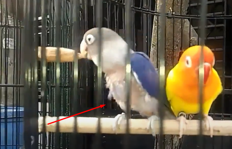 Cara Mengatasi Lovebird Cabut Bulu