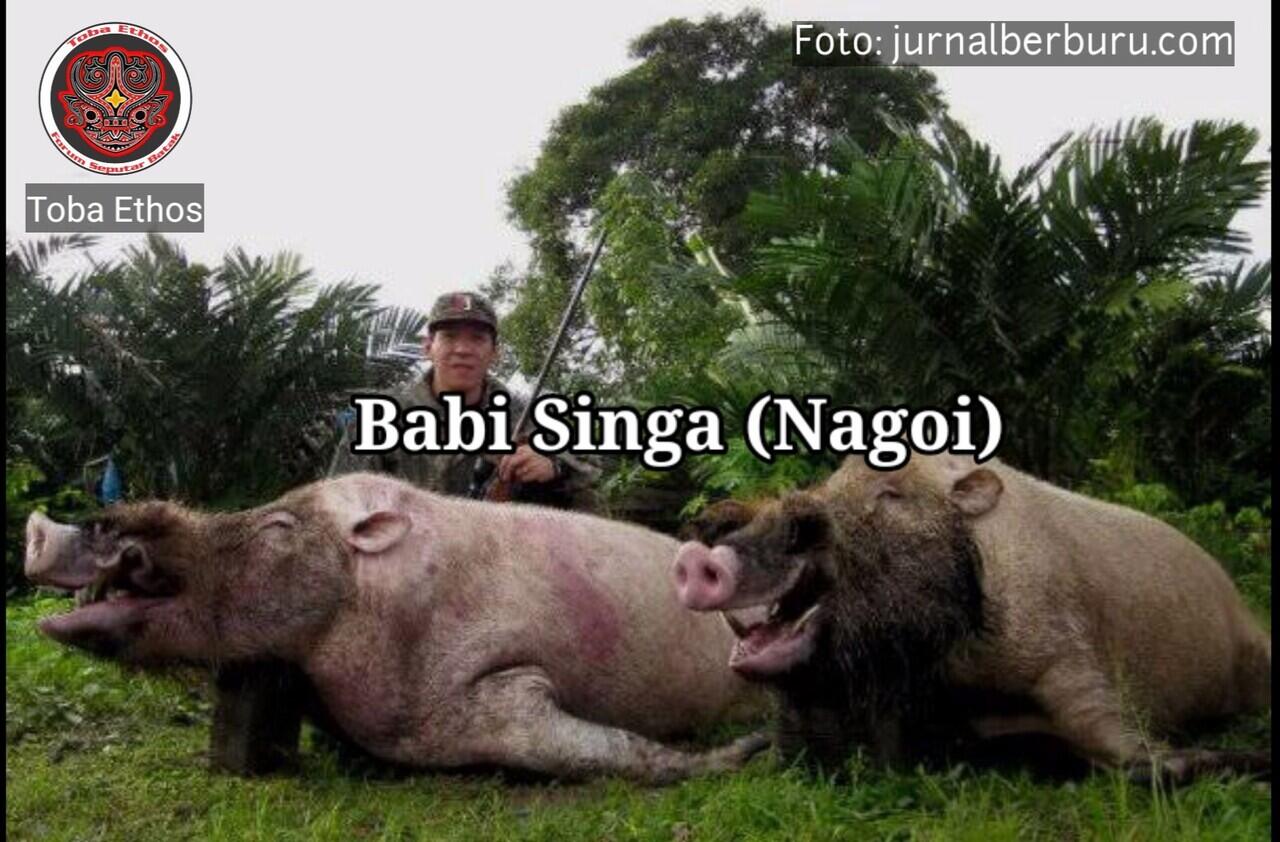 Banyak Salah Kaprah Tentang Jenis Hewan Babi, ini Jenis Yang Dipakai di Adat Batak?