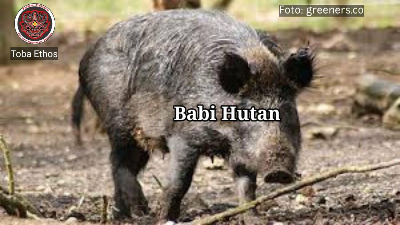 Banyak Salah Kaprah Tentang Jenis Hewan Babi, ini Jenis Yang Dipakai di Adat Batak?