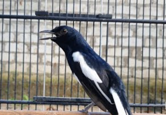 Tips Merawat Burung Kacer Agar Cepat Bunyi