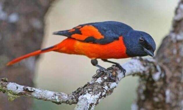 Harga Burung Mantenan