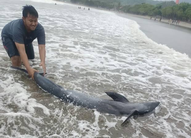 Lima Ekor Lumba-lumba Terdampar di Pantai Tulungagung, Tiga Kondisi Kritis