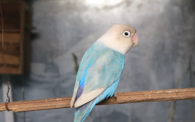 Cara Merawat Burung Lovebird Yang Nyilet