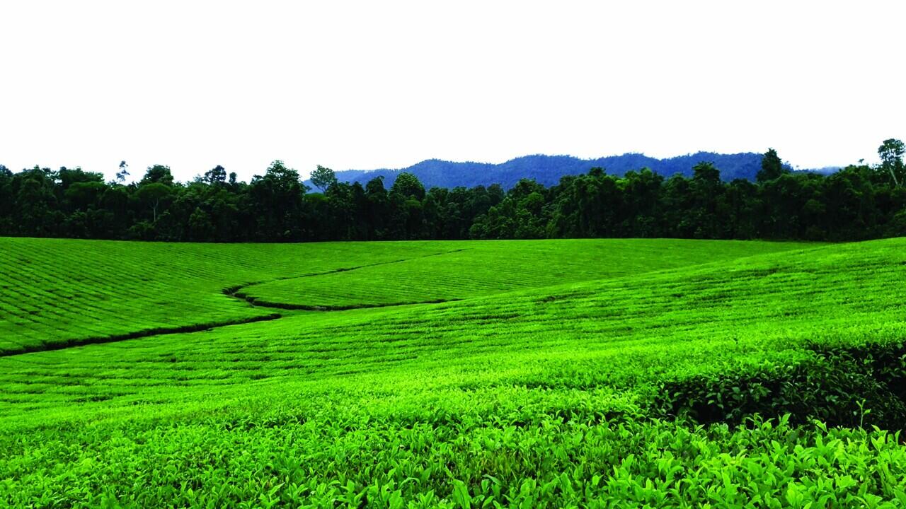 Tempat Wisata Masih Ditutup, Warga Serbu Kebun Teh Ciwidey untuk Berlibur