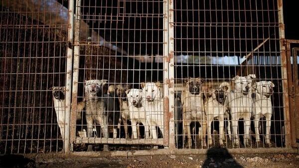 Fasilitasi Jualan Daging Anjing, Grab-Gojek-Shopee Disomasi