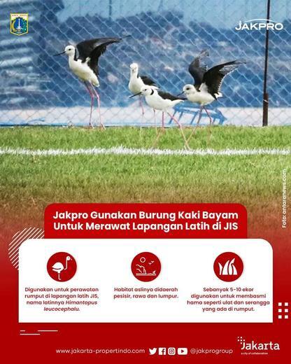Burung Gagang Bayam, Untuk Perawatan Lapangan Sepakbola Jakarta International Stadium