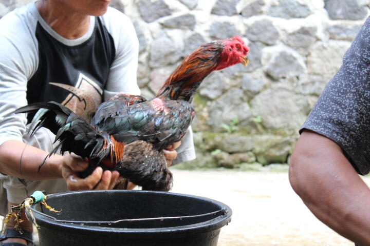 Persiapan Ayam Bangkok Aduan Seminggu Sebelum Diadu