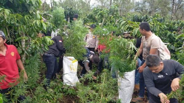 Gerebek Ladang Ganja 1,5 Hektar Siap Panen, Pemilik Ladang Berhasil Kabur