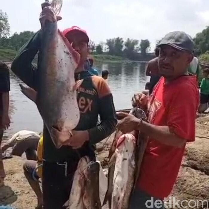 Bengawan Solo Tercemar Limbah Ciu, Warga Panen Ikan Teler