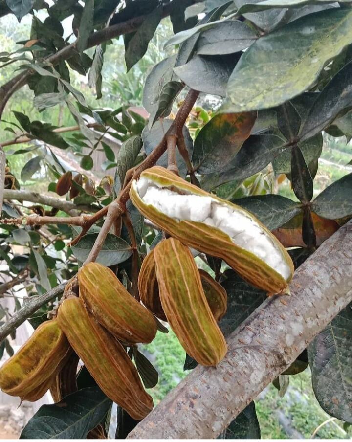 Mengenal Buah Salju, Oleh-oleh Khas Bedugul