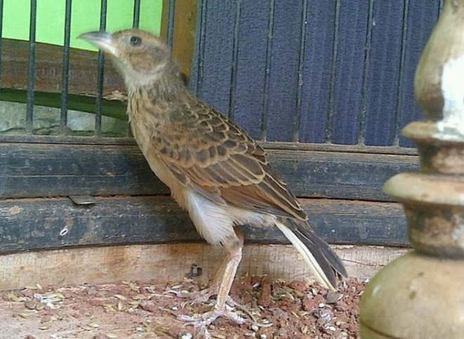 Harga Burung Branjangan