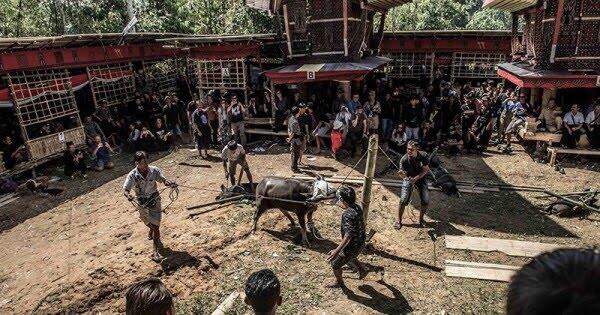 Berbeda Dari yang Lain, Begini Tradisi Pemakan Unik di Tana Toraja