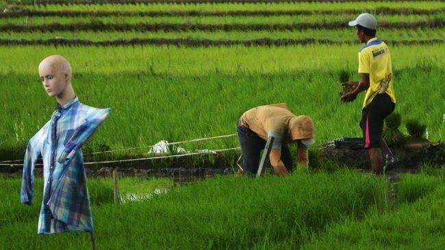 Mencari Tahu Provinsi di Indonesia yang Masih Memiliki Lahan Baku Sawah Terluas