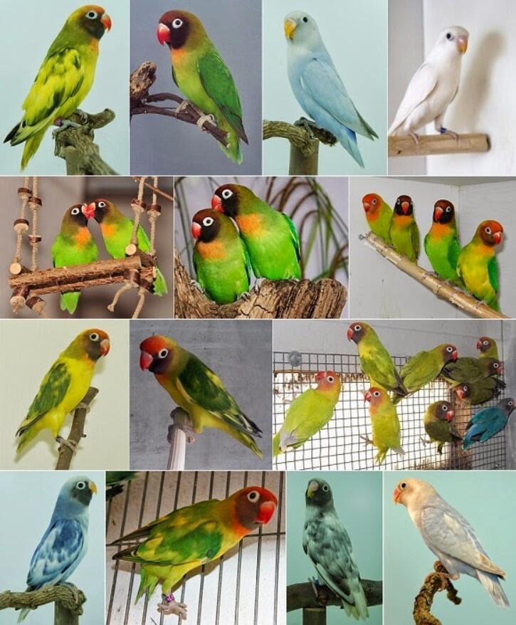 9 Jenis Burung Lovebird Terbaik Di Indonesia, Harga, Suara
