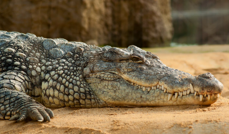 Romantisme Manusia Dengan Aligator Raksasa? Apa Bisa Manusia Bersahabat Dengannya?