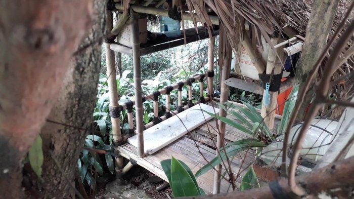 Rocky Gerung Sulap Kebun Singkong Sekitar Rumahnya di Bogor Jadi Hutan Lebat