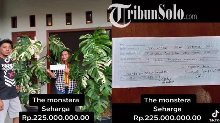 Viral, Wanita di Solo Ini Beli Tanaman Hias Monstera Variegata Seharga Rp 225 Juta