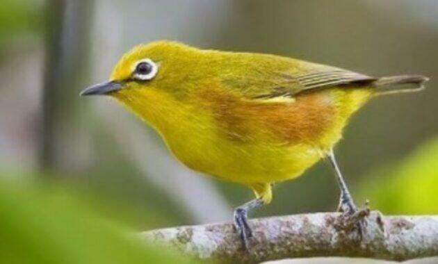 Jenis Burung Kecil Yang Rajin Bunyi