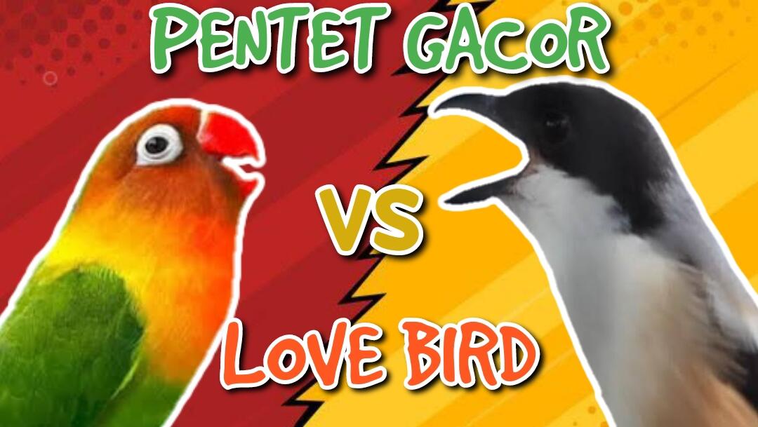Audio Masteran Lovebird Ngekek Panjang VS Pentet Gacor Suara Kasar