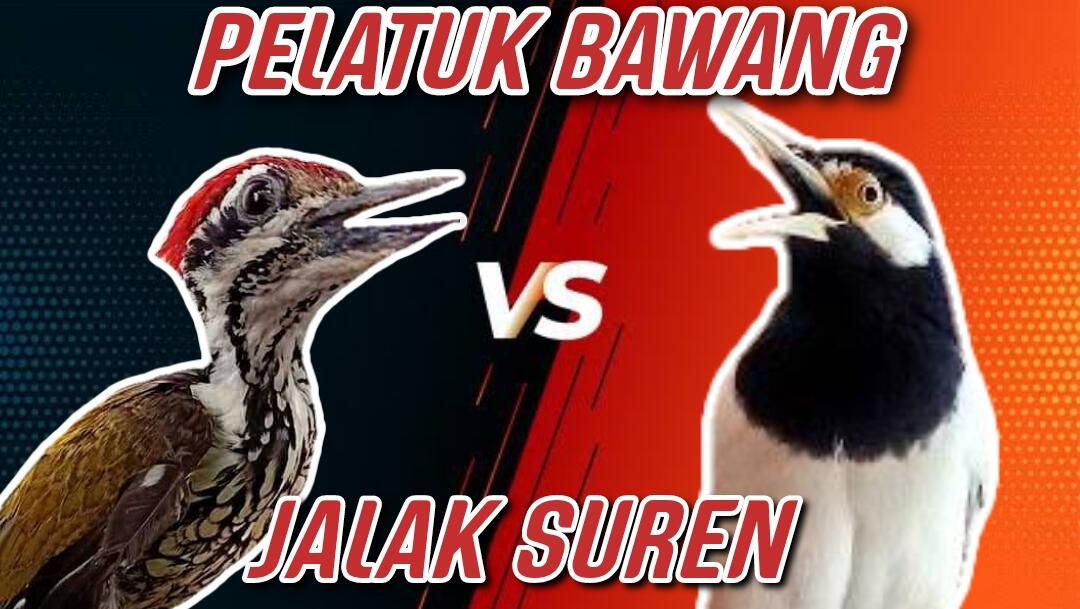Audio Masteran Pelatuk Bawang Gacor VS Jalak Suren Gacor