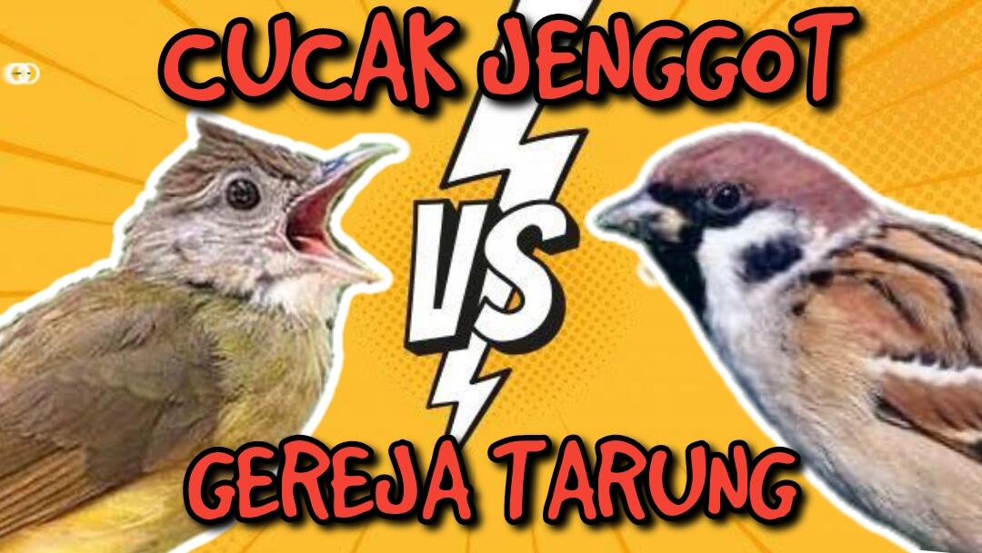 Audio Masteran Cucak Jenggot VS Gereja Tarung | Dengan Durasi Lebih Panjang