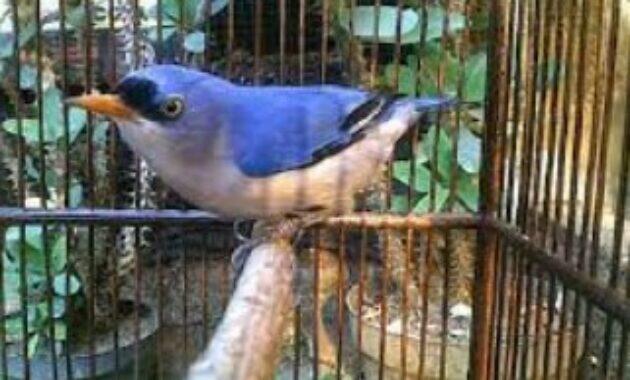 Makanan Burung Rambatan Biar Gacor