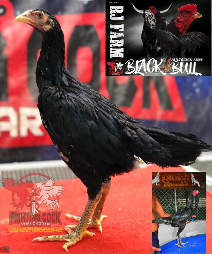 JAGO BANGKOK JOGJAKARTA RJ FARM JOGJA 087839221303
