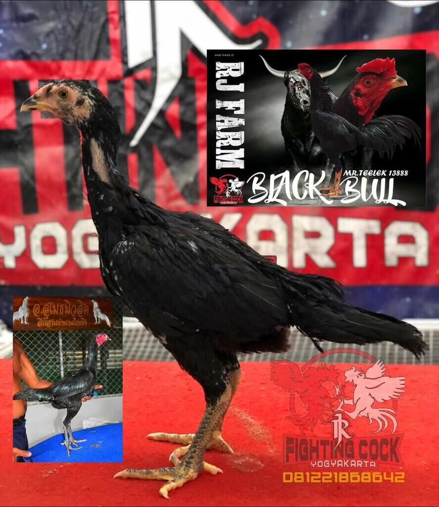 JAGO BANGKOK JOGJAKARTA RJ FARM JOGJA 087839221303
