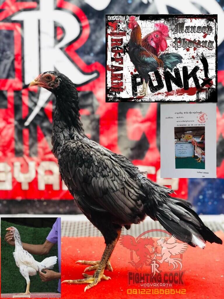 JAGO BANGKOK JOGJAKARTA RJ FARM JOGJA 087839221303