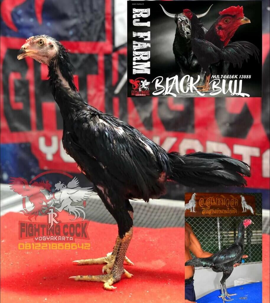 JAGO BANGKOK JOGJAKARTA RJ FARM JOGJA 087839221303