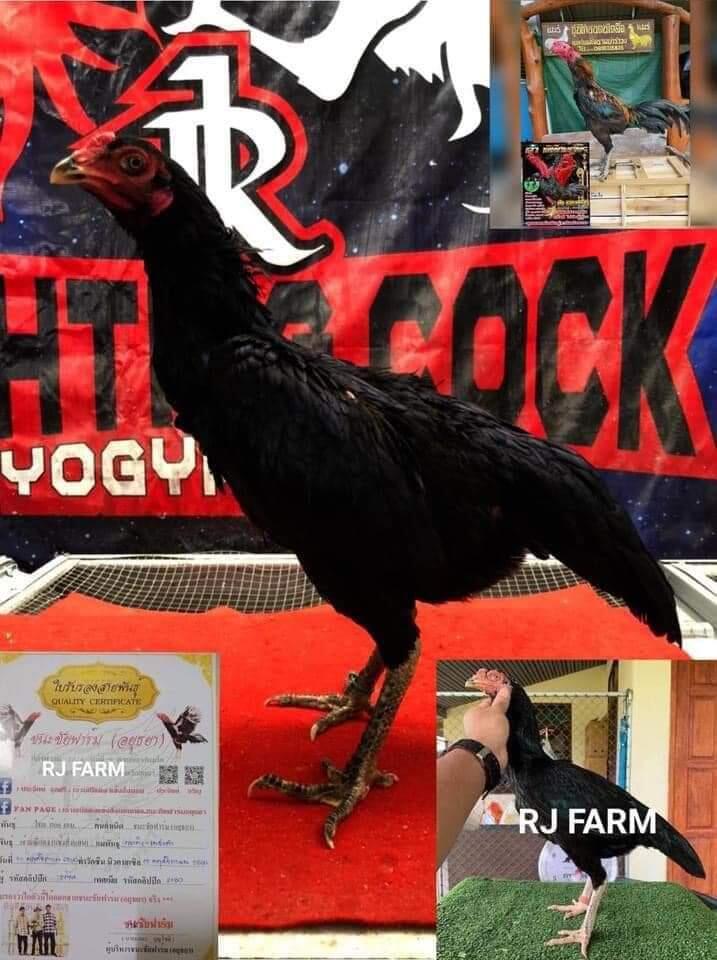 JAGO BANGKOK JOGJAKARTA RJ FARM JOGJA 087839221303