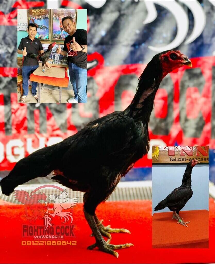JAGO BANGKOK JOGJAKARTA RJ FARM JOGJA 087839221303
