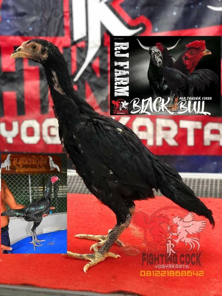 JAGO BANGKOK JOGJAKARTA RJ FARM JOGJA 087839221303