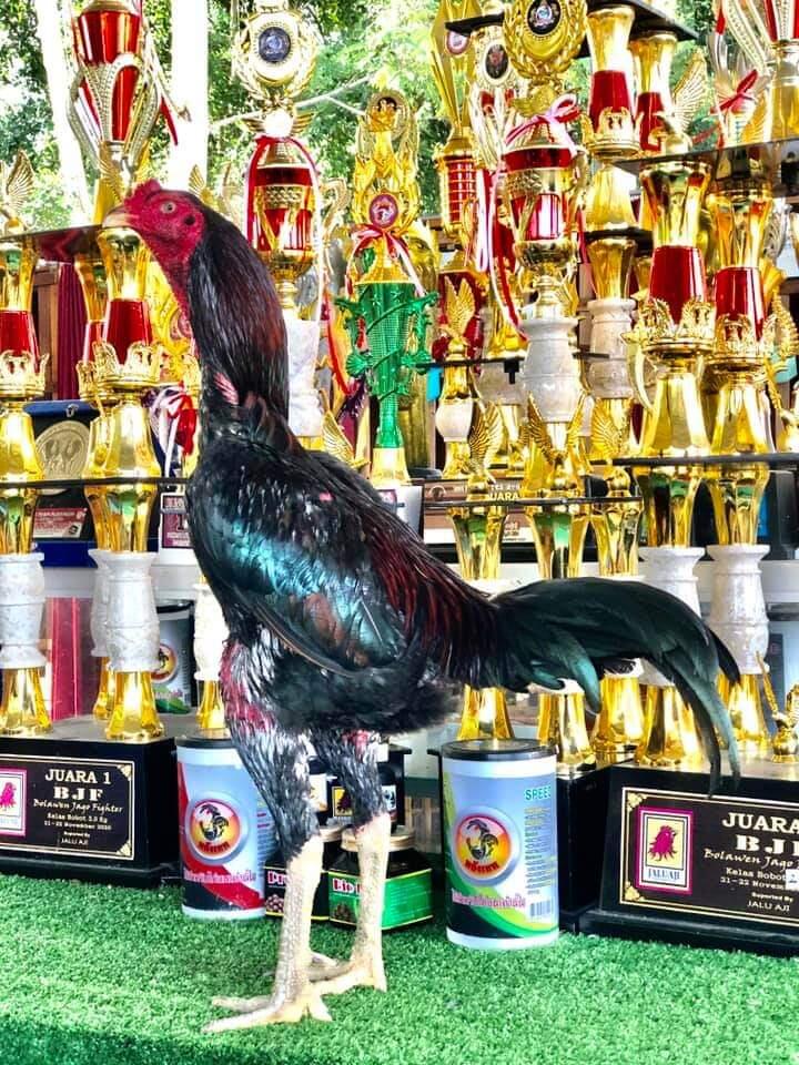 AYAM PETARUNG RJ FARM JOGJAKARTA 087839221303