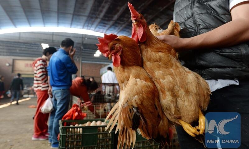 Kasus Flu Burung Menyerang Manusia Muncul Kembali Di Tiongkok