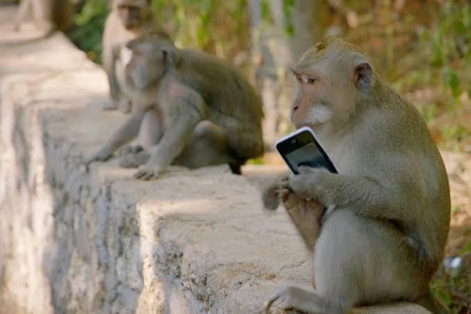 Monyet Culik Anak Anjing, Berhasil Membuat Orang Menjadi Ngakak