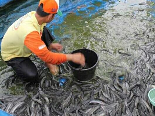 4 Peluang Usaha yang Bisa Dilakuan Supaya Tidak Jadi Pengangguran