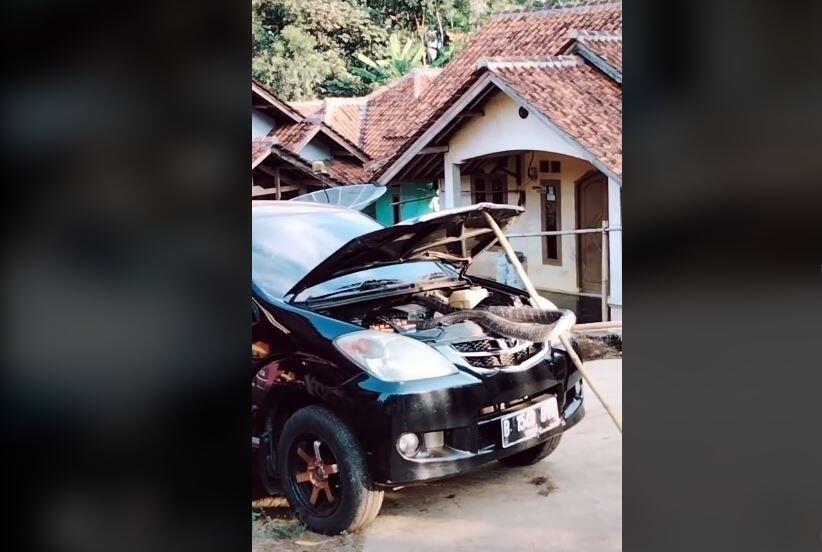 Ular Bersarang Di Kap Mobil, Bikin Heboh Warga