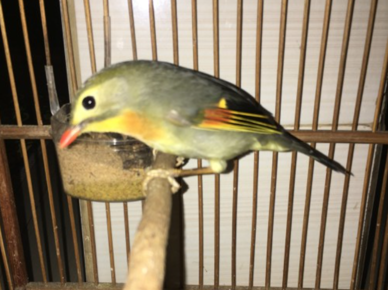 Harga Burung Robin