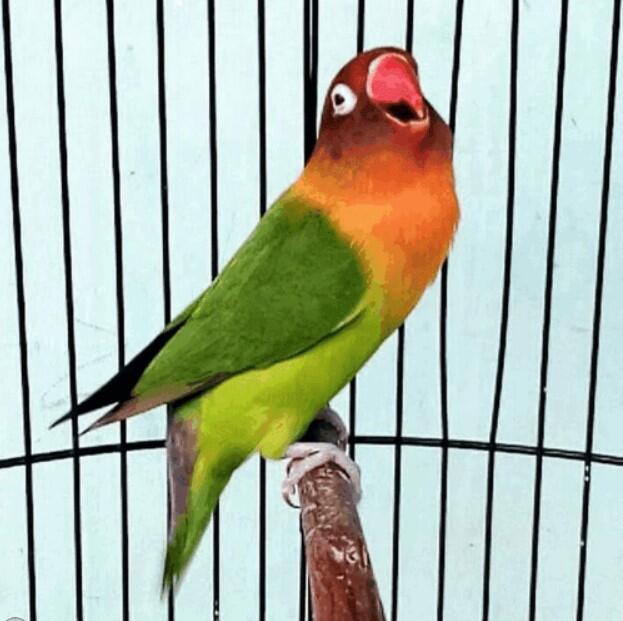 Cara Mudah Agar Lovebird Konslet di Gantangan