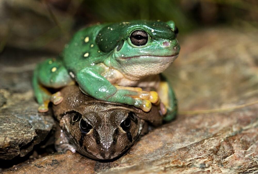 Katak dan Kodok Nyatanya Dua Hewan yang Berbeda!