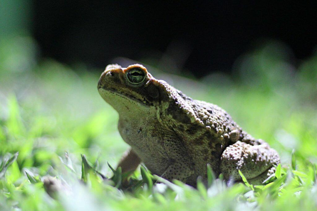 Katak dan Kodok Nyatanya Dua Hewan yang Berbeda!