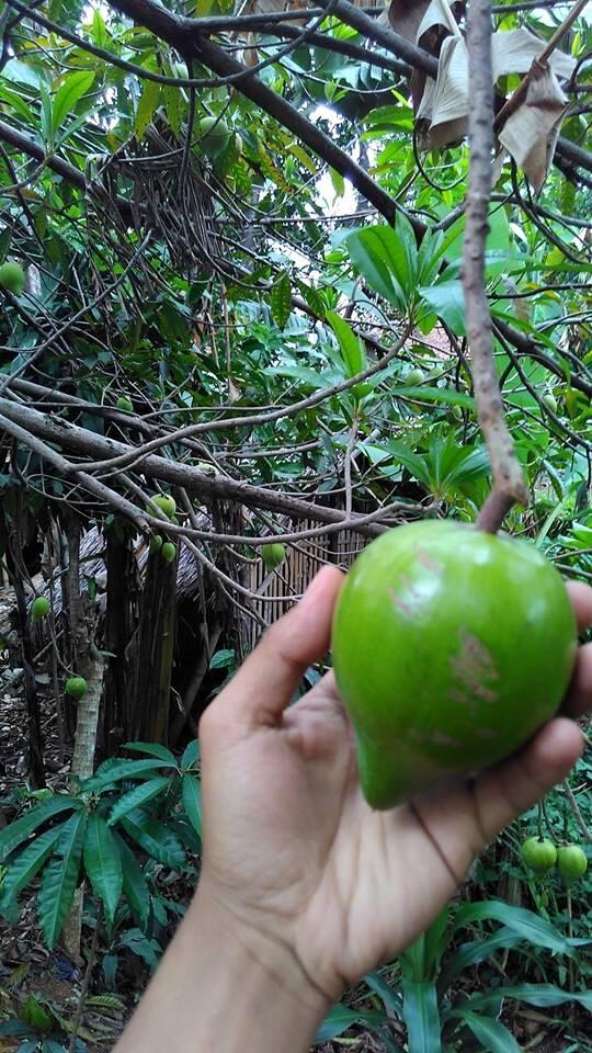 Campoleh, Keluarga Sawo Yang Berwarna Cantik Dan Menyehatkan Tubuh