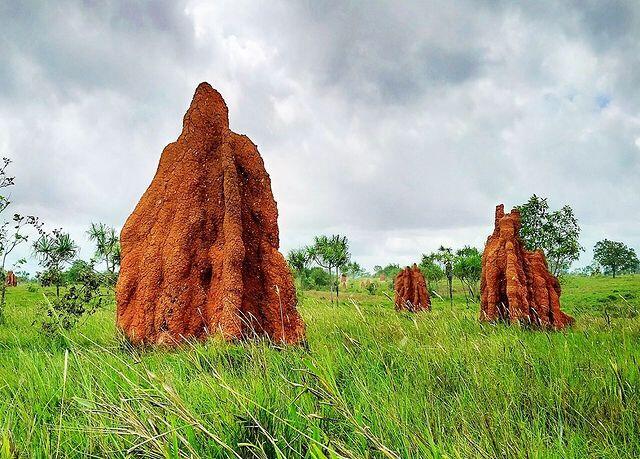 Mengenal Musamus Dari Merauke, Rumah Semut Raksasa Yang Langka Didunia