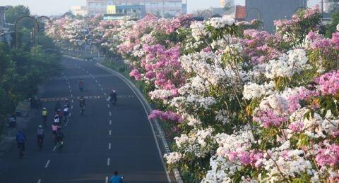 Duh! Cantiknya Tabebuya yang Mulai Bermekaran di Jalanan Protokol Kota Surabaya