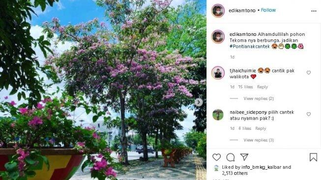 Duh! Cantiknya Tabebuya yang Mulai Bermekaran di Jalanan Protokol Kota Surabaya