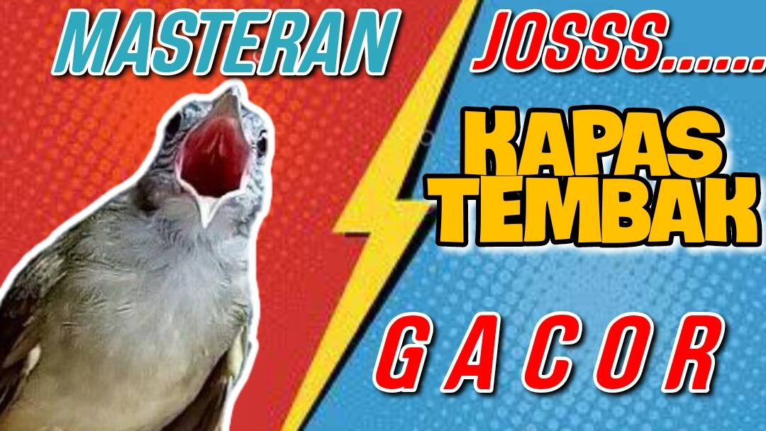 Audio Masteran Kapas Tembak Ngerol Nembak Josss... 