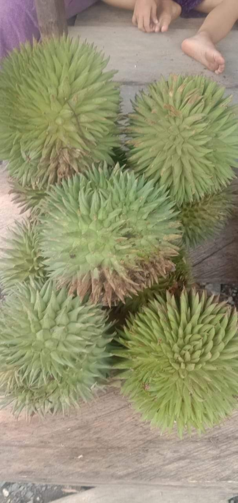 Tak Hanya Durian, 3 Jenis Buah Khas Kalimantan Ini Sangat Mirip Dengan Durian