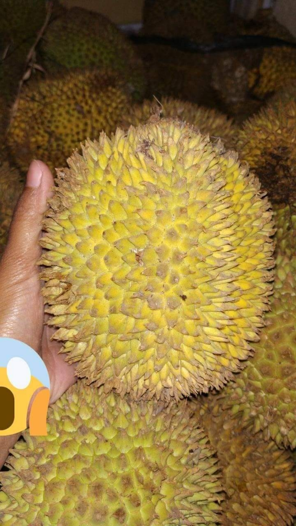 Tak Hanya Durian, 3 Jenis Buah Khas Kalimantan Ini Sangat Mirip Dengan Durian